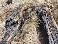 Eriogonum apiculatum