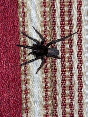 Zelotes