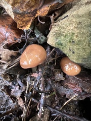 Mycena rutilantiformis