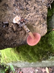 Mycena rutilantiformis