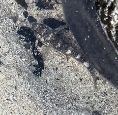 Mauligobius maderensis