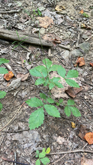 Agrimonia gryposepala