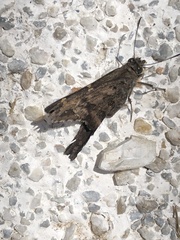 Thorybes dorantes dorantes