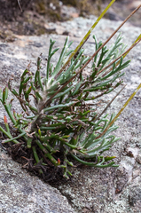Euryops othonnoides