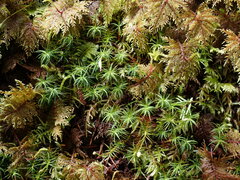 Polytrichastrum alpinum