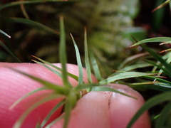 Polytrichastrum alpinum