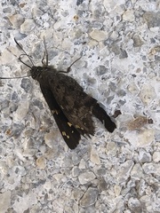 Thorybes dorantes dorantes