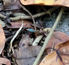 Sphex jamaicensis