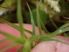 Polytrichastrum alpinum