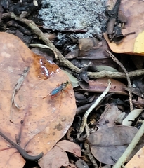 Sphex jamaicensis