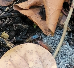 Sphex jamaicensis
