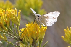 Heliopetes ericetorum