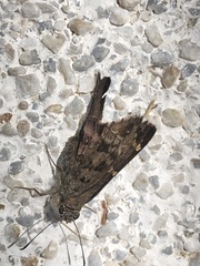 Thorybes dorantes dorantes