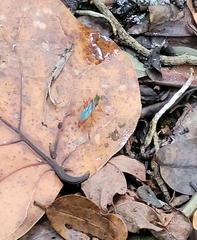 Sphex jamaicensis