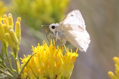 Heliopetes ericetorum