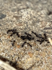 Monomorium minimum