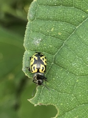Zygogramma signatipennis