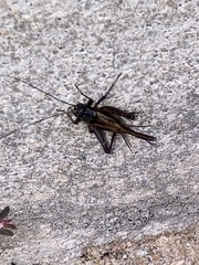 Eunemobius carolinus