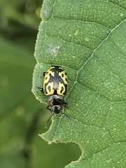 Zygogramma signatipennis