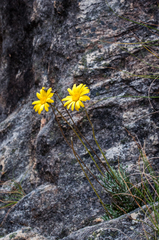 Euryops othonnoides
