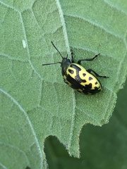 Zygogramma signatipennis
