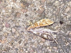 Epipagis fenestralis