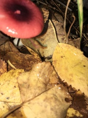 Russula emetica