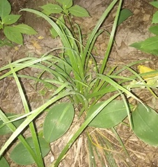 Carex pilosa