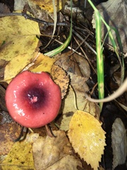 Russula emetica