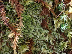 Pseudotaxiphyllum elegans