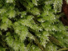 Pseudotaxiphyllum elegans