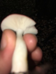 Russula emetica