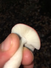 Russula emetica