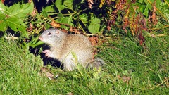 Poliocitellus franklinii