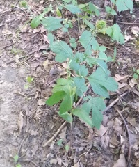 Geum