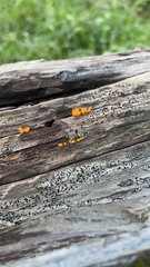 Dacrymyces spathularia