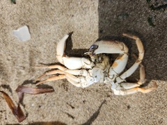 Metacarcinus anthonyi