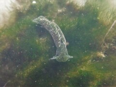Elysia chlorotica