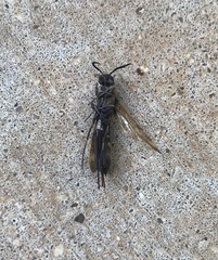 Eriotremex formosanus