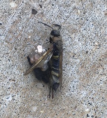 Eriotremex formosanus