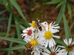 Ancistrocerus