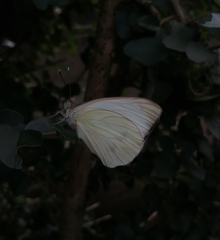 Ascia monuste monuste