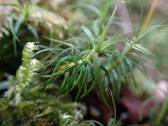 Polytrichastrum alpinum