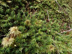 Polytrichastrum alpinum