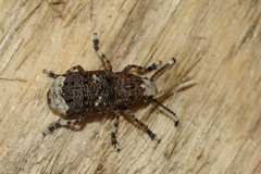 Platystomos albinus