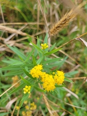 Euthamia graminifolia