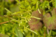 Brachythecium rutabulum