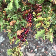 Disholcaspis prehensa