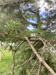 Picea