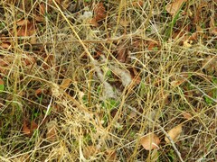 Torilis arvensis
